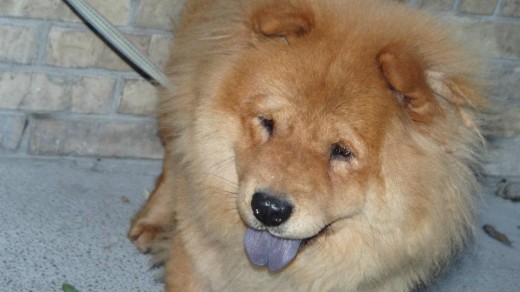 Es una chow chow de lo más especial y hermosa